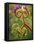 Detail of Phacelia Plant in Bloom, Death Valley National Park, California, USA-Dennis Flaherty-Framed Stretched Canvas