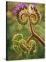 Detail of Phacelia Plant in Bloom, Death Valley National Park, California, USA-Dennis Flaherty-Stretched Canvas