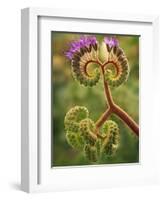 Detail of Phacelia Plant in Bloom, Death Valley National Park, California, USA-Dennis Flaherty-Framed Photographic Print