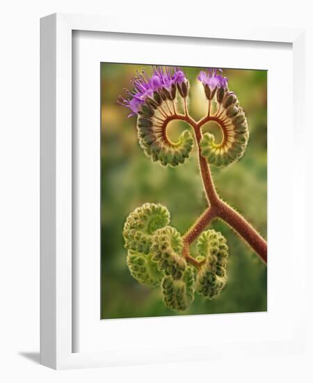 Detail of Phacelia Plant in Bloom, Death Valley National Park, California, USA-Dennis Flaherty-Framed Photographic Print