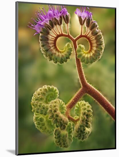 Detail of Phacelia Plant in Bloom, Death Valley National Park, California, USA-Dennis Flaherty-Mounted Photographic Print