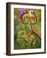 Detail of Phacelia Plant in Bloom, Death Valley National Park, California, USA-Dennis Flaherty-Framed Photographic Print