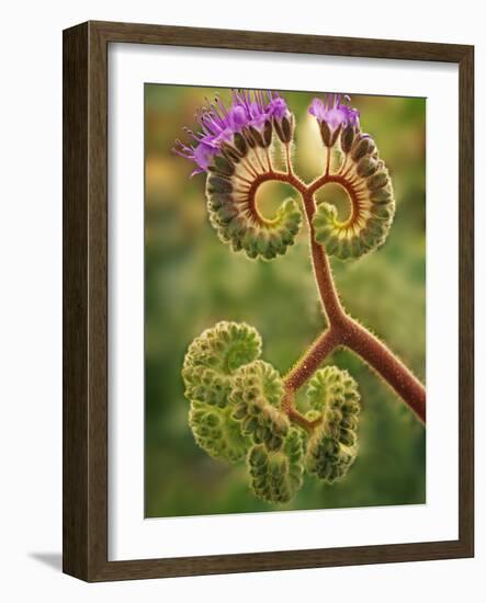 Detail of Phacelia Plant in Bloom, Death Valley National Park, California, USA-Dennis Flaherty-Framed Photographic Print