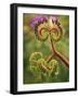 Detail of Phacelia Plant in Bloom, Death Valley National Park, California, USA-Dennis Flaherty-Framed Photographic Print