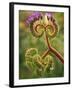 Detail of Phacelia Plant in Bloom, Death Valley National Park, California, USA-Dennis Flaherty-Framed Photographic Print