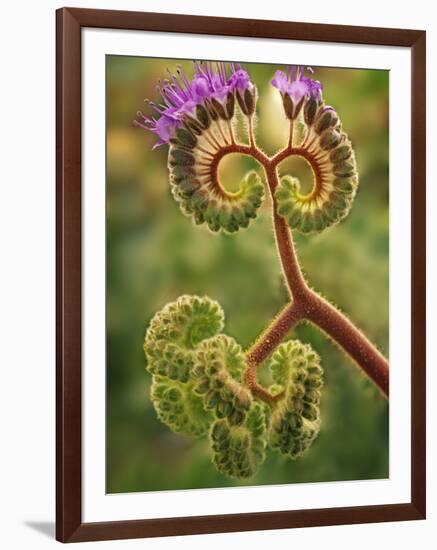 Detail of Phacelia Plant in Bloom, Death Valley National Park, California, USA-Dennis Flaherty-Framed Photographic Print