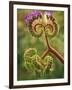 Detail of Phacelia Plant in Bloom, Death Valley National Park, California, USA-Dennis Flaherty-Framed Photographic Print