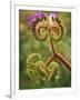 Detail of Phacelia Plant in Bloom, Death Valley National Park, California, USA-Dennis Flaherty-Framed Photographic Print