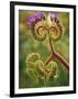 Detail of Phacelia Plant in Bloom, Death Valley National Park, California, USA-Dennis Flaherty-Framed Photographic Print