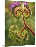 Detail of Phacelia Plant in Bloom, Death Valley National Park, California, USA-Dennis Flaherty-Mounted Photographic Print
