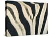 Detail of Plains Zebra (Equus Burchelli) Striped Coat, Etosha National Park, Namibia, Africa-Paul Souders-Stretched Canvas