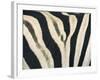 Detail of Plains Zebra (Equus Burchelli) Striped Coat, Etosha National Park, Namibia, Africa-Paul Souders-Framed Photographic Print