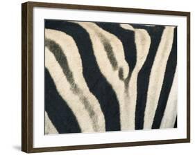 Detail of Plains Zebra (Equus Burchelli) Striped Coat, Etosha National Park, Namibia, Africa-Paul Souders-Framed Photographic Print