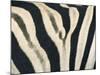 Detail of Plains Zebra (Equus Burchelli) Striped Coat, Etosha National Park, Namibia, Africa-Paul Souders-Mounted Photographic Print