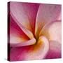 Detail of Plumeria at Molokai Plumerias, Molokai, Hawaii, USA-Bruce Behnke-Stretched Canvas