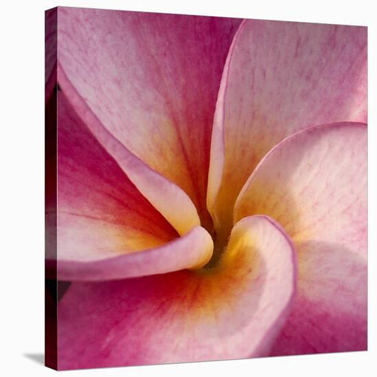 Detail of Plumeria at Molokai Plumerias, Molokai, Hawaii, USA-Bruce Behnke-Stretched Canvas