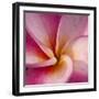 Detail of Plumeria at Molokai Plumerias, Molokai, Hawaii, USA-Bruce Behnke-Framed Photographic Print