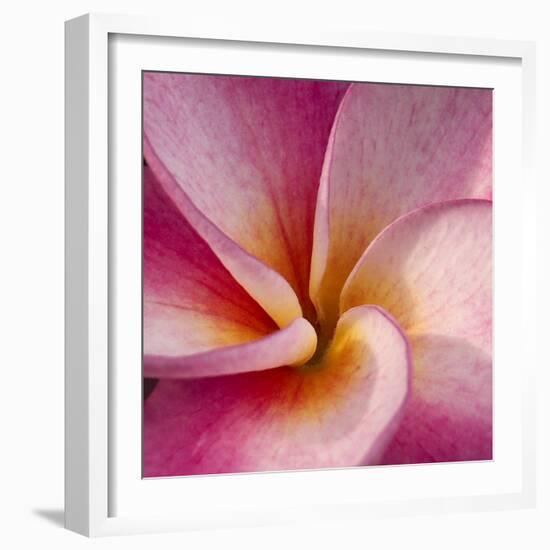 Detail of Plumeria at Molokai Plumerias, Molokai, Hawaii, USA-Bruce Behnke-Framed Photographic Print