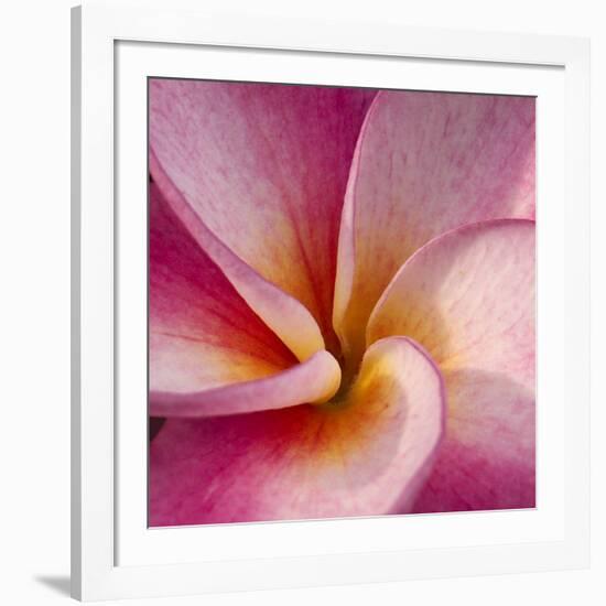 Detail of Plumeria at Molokai Plumerias, Molokai, Hawaii, USA-Bruce Behnke-Framed Photographic Print