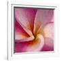 Detail of Plumeria at Molokai Plumerias, Molokai, Hawaii, USA-Bruce Behnke-Framed Photographic Print