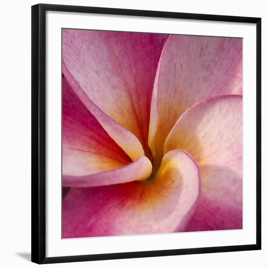 Detail of Plumeria at Molokai Plumerias, Molokai, Hawaii, USA-Bruce Behnke-Framed Photographic Print