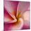 Detail of Plumeria at Molokai Plumerias, Molokai, Hawaii, USA-Bruce Behnke-Mounted Photographic Print