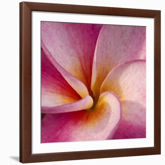 Detail of Plumeria at Molokai Plumerias, Molokai, Hawaii, USA-Bruce Behnke-Framed Photographic Print