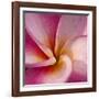 Detail of Plumeria at Molokai Plumerias, Molokai, Hawaii, USA-Bruce Behnke-Framed Photographic Print