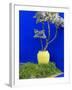 Detail of Potted Plant Against Blue Wall-Stephen Studd-Framed Photographic Print