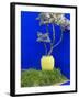 Detail of Potted Plant Against Blue Wall-Stephen Studd-Framed Photographic Print