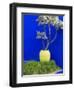 Detail of Potted Plant Against Blue Wall-Stephen Studd-Framed Photographic Print