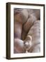 Detail of Rape of the Sabine Women by Giambologna-Jon Hicks-Framed Photographic Print