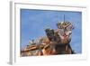 Detail of Roof at Tomb of Minh Mang, Hue, Thua Thien-Hue, Vietnam, Indochina, Southeast Asia, Asia-Ian Trower-Framed Photographic Print