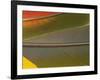 Detail of Scarlet Macaw Feathers-Stuart Westmorland-Framed Photographic Print