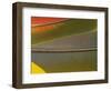 Detail of Scarlet Macaw Feathers-Stuart Westmorland-Framed Photographic Print