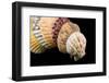 Detail of Seashells from around the World on Black Background-Cindy Miller Hopkins-Framed Photographic Print