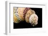 Detail of Seashells from around the World on Black Background-Cindy Miller Hopkins-Framed Photographic Print