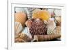 Detail of Seashells from around the World-Cindy Miller Hopkins-Framed Photographic Print