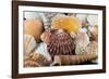 Detail of Seashells from around the World-Cindy Miller Hopkins-Framed Photographic Print