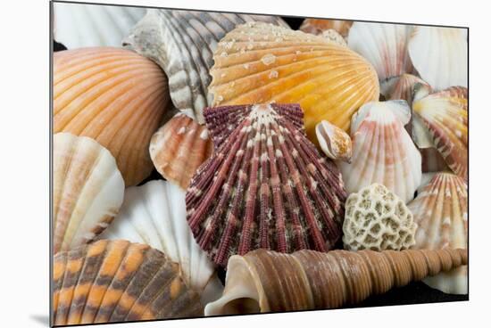 Detail of Seashells from around the World-Cindy Miller Hopkins-Mounted Photographic Print