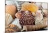 Detail of Seashells from around the World-Cindy Miller Hopkins-Mounted Photographic Print