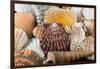 Detail of Seashells from around the World-Cindy Miller Hopkins-Framed Photographic Print