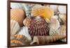 Detail of Seashells from around the World-Cindy Miller Hopkins-Framed Photographic Print