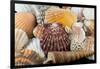 Detail of Seashells from around the World-Cindy Miller Hopkins-Framed Photographic Print