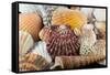 Detail of Seashells from around the World-Cindy Miller Hopkins-Framed Stretched Canvas