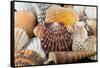 Detail of Seashells from around the World-Cindy Miller Hopkins-Framed Stretched Canvas