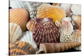 Detail of Seashells from around the World-Cindy Miller Hopkins-Stretched Canvas