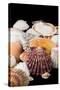 Detail of Seashells from around the World-Cindy Miller Hopkins-Stretched Canvas