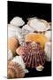 Detail of Seashells from around the World-Cindy Miller Hopkins-Mounted Photographic Print