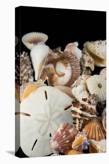 Detail of Seashells from around the World-Cindy Miller Hopkins-Stretched Canvas